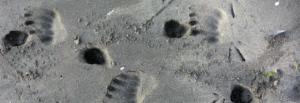 Southern sea otter tracks