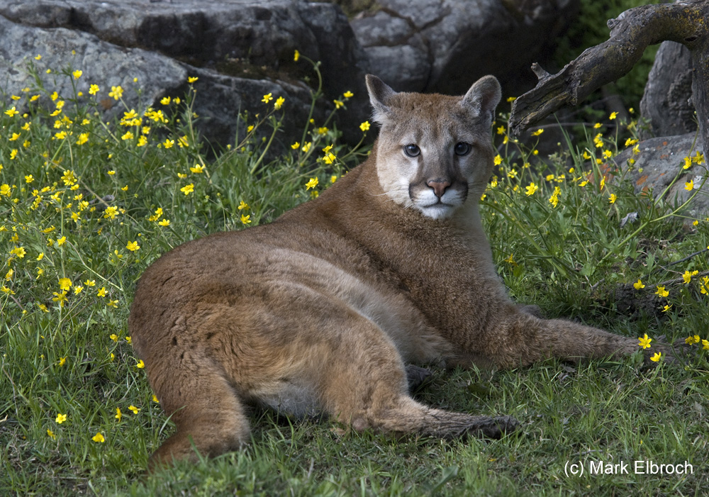 eastern puma size