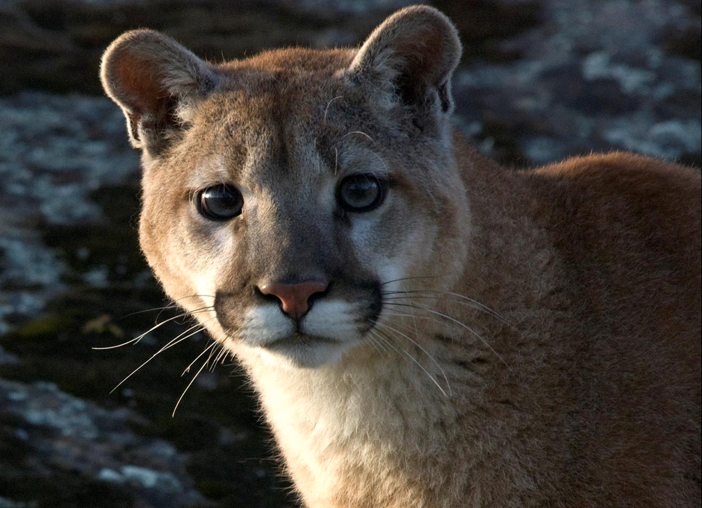 10-remarkable-facts-about-mountain-lions-survival-life