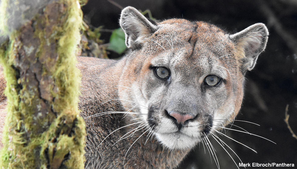 Image result for cougar